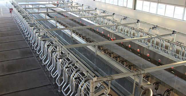 Parrallel Milking Parlour