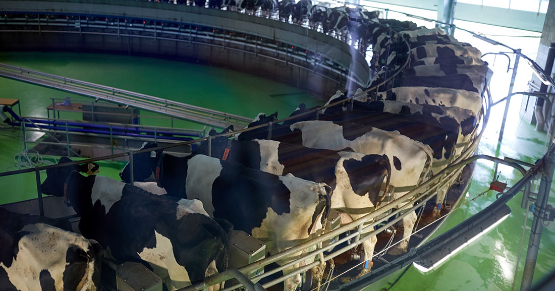 Rotary Milking System